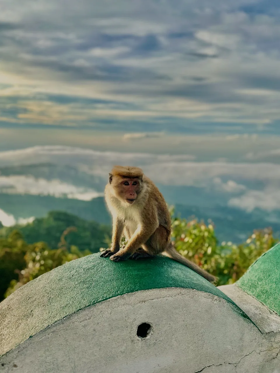 A monkey at the Lipton Seat viewpoint overlooking the hills