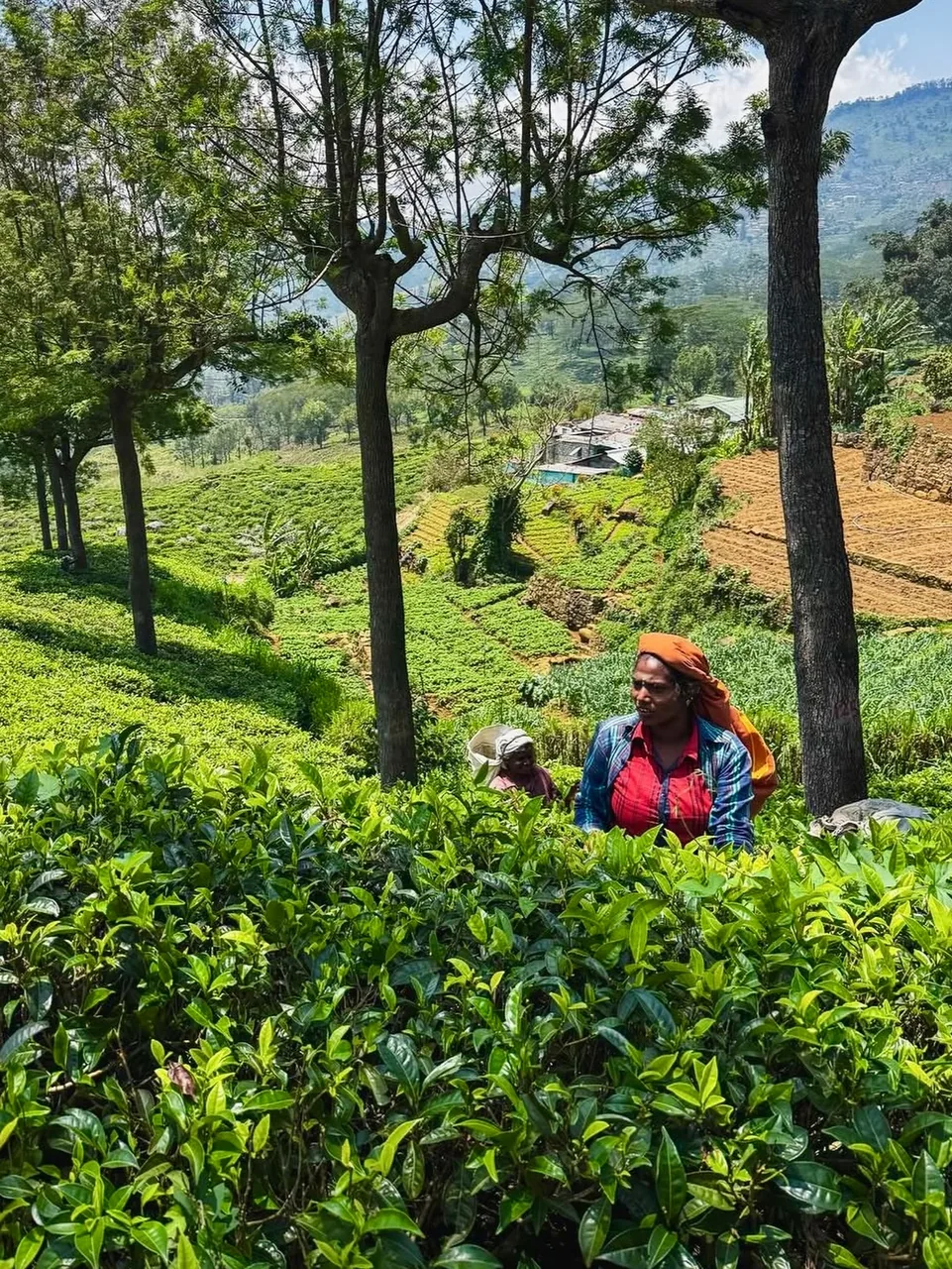Tea plucker working in the tea fields below Lipton Seat
