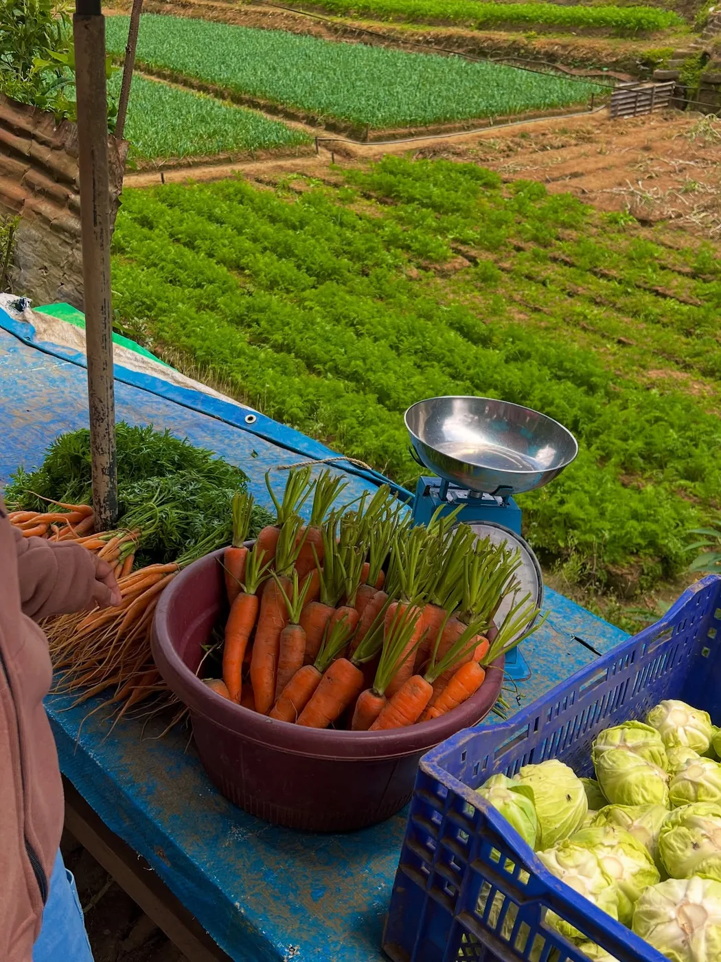 Fresh carrots and cabbages for sale beside the vegetable terraces
