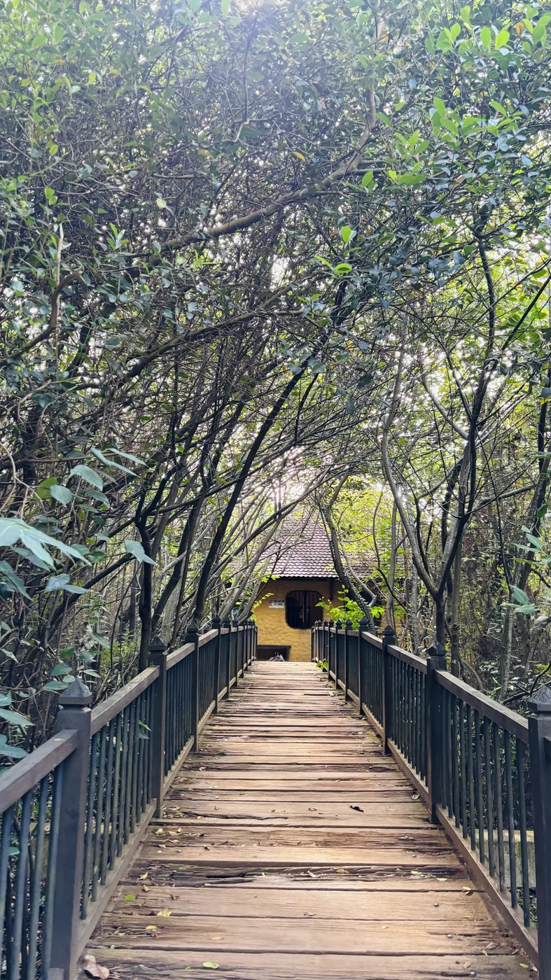 Wooden boardwalk running through the mangroves at Beddagana Wetland Park
