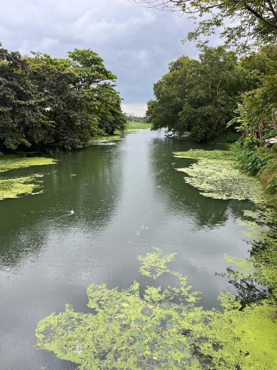 Open water and marsh vegetation at the Bellanwila-Attidiya wetland