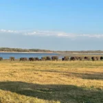 Large herd of elephants gathered along the shore of the Kaudulla reservoir at golden hour