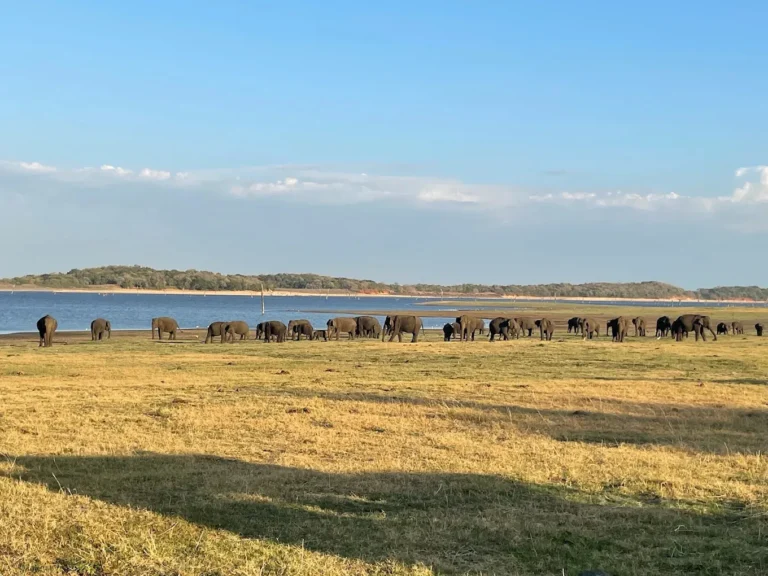 Kaudulla National Park: A Full Safari and Travel Guide