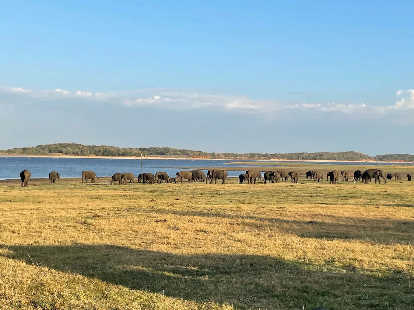 Kaudulla National Park: A Full Safari and Travel Guide