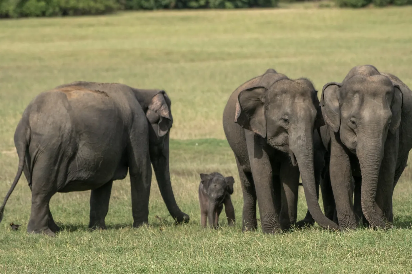 Elephant herd with a young calf walking together across grassland at Kaudulla