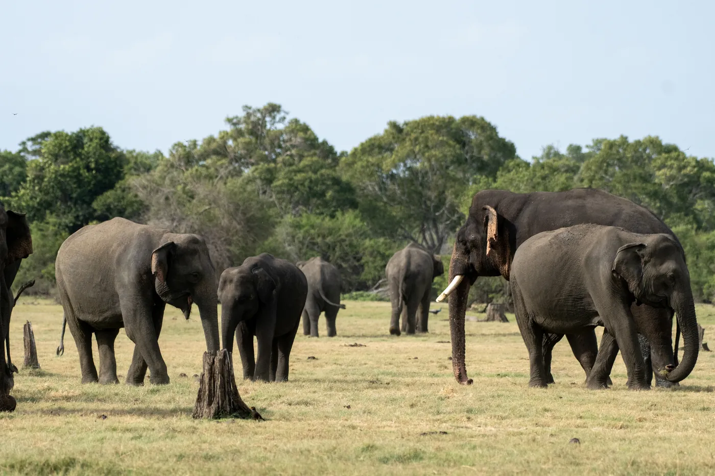 Herd of elephants including a large tusker grazing in open grassland at Kaudulla