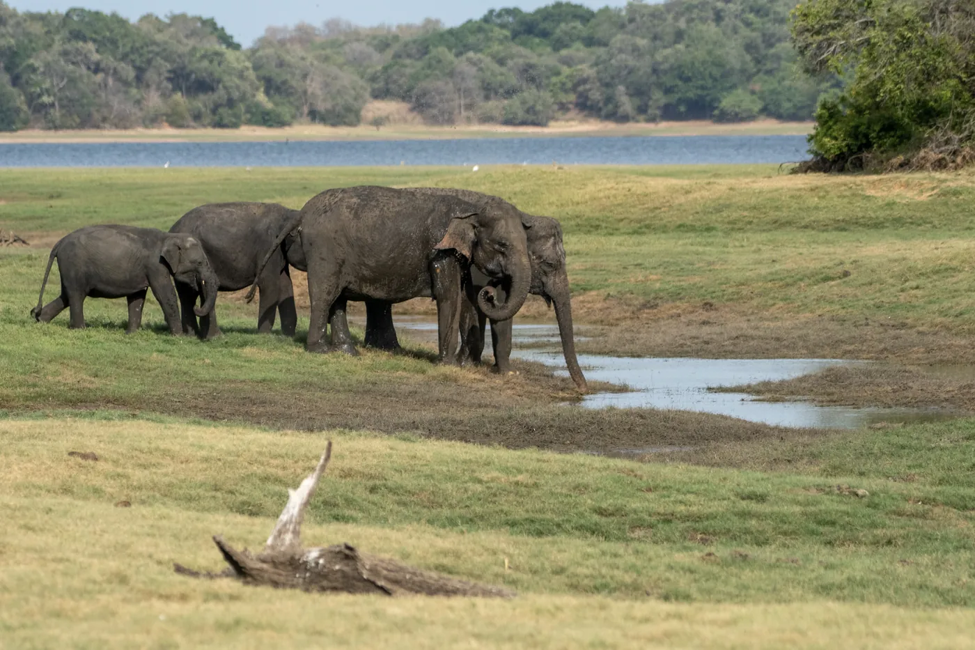 Small group of elephants drinking water at the edge of the Kaudulla tank with the reservoir behind them