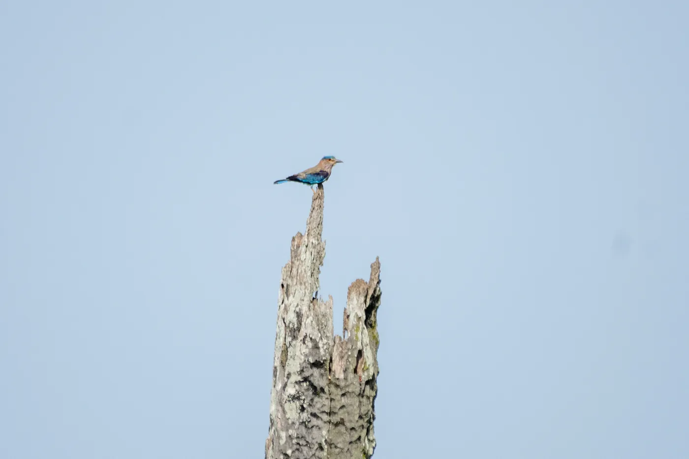 Indian roller bird perched on a dead tree stump at Kaudulla National Park