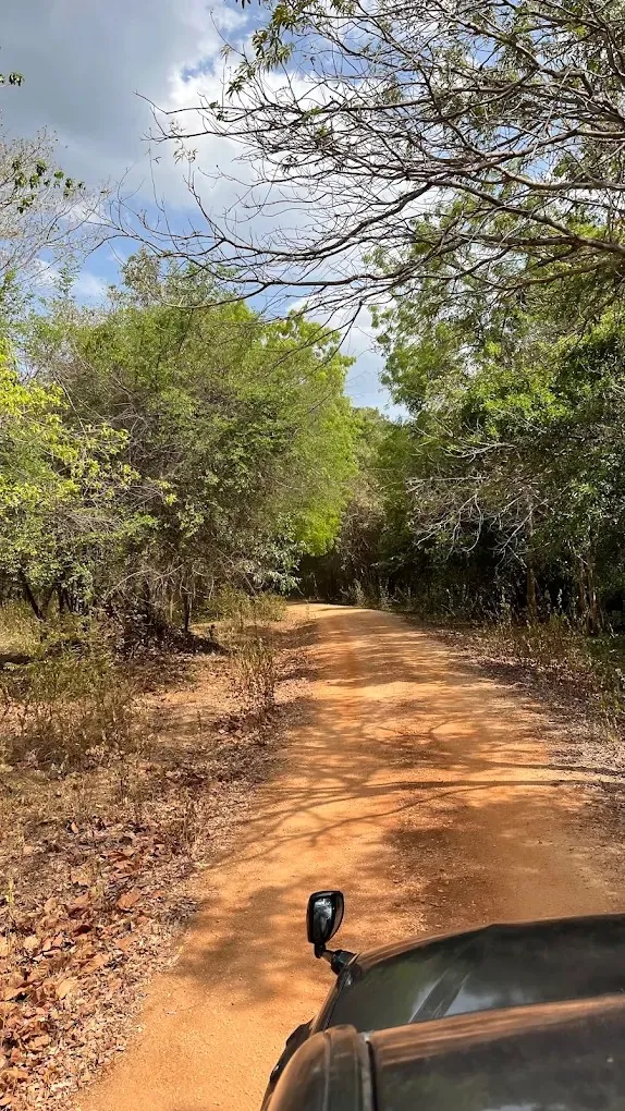 Dirt safari track winding through the forest inside Kaudulla National Park