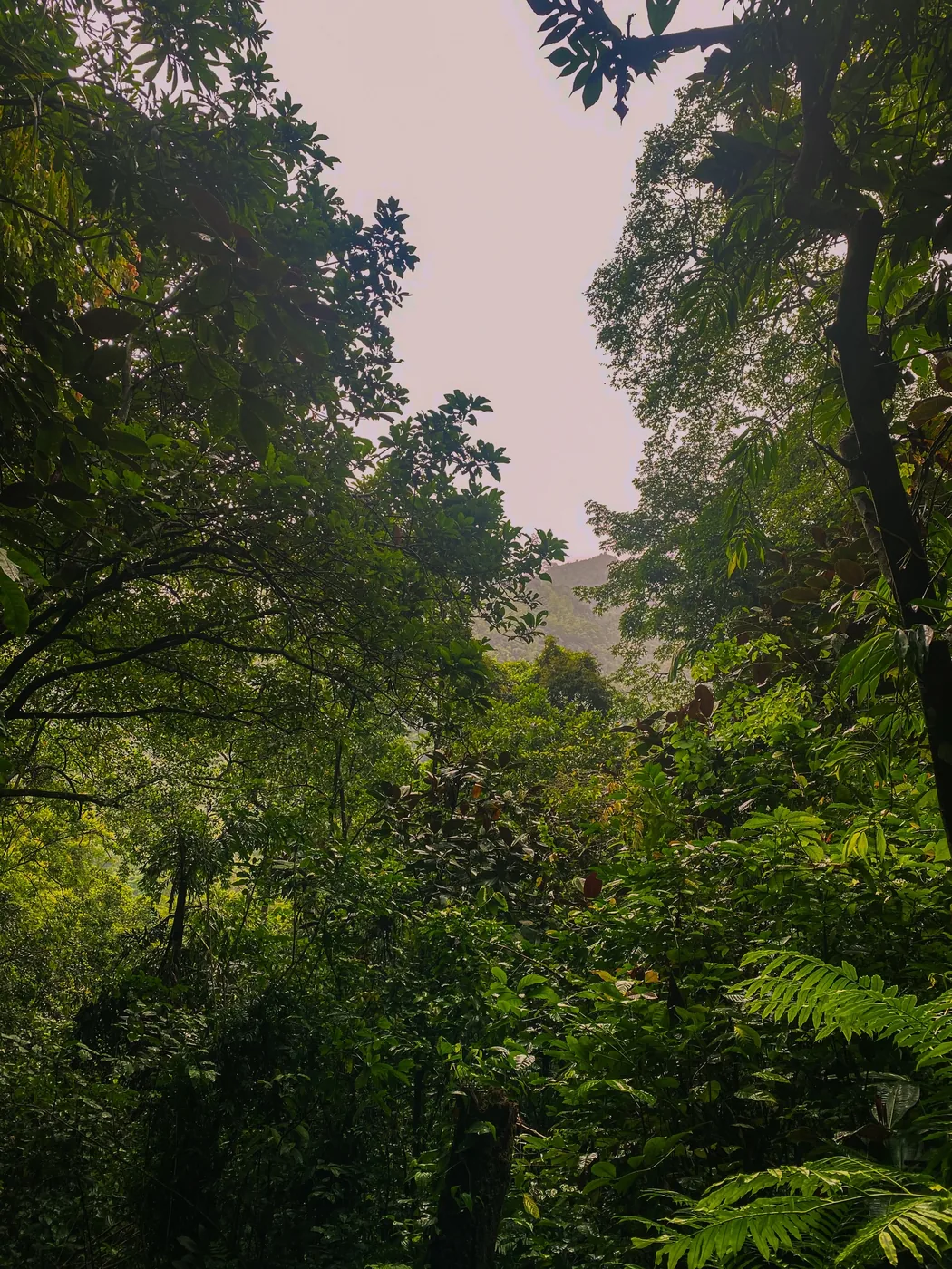 Dense rainforest canopy of the Makandawa Forest Reserve near Kitulgala