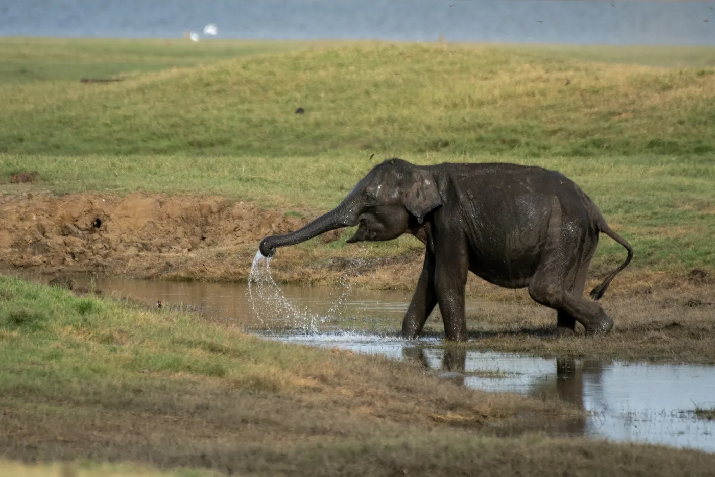 Elephant drinking water from a muddy waterhole near Minneriya National Park