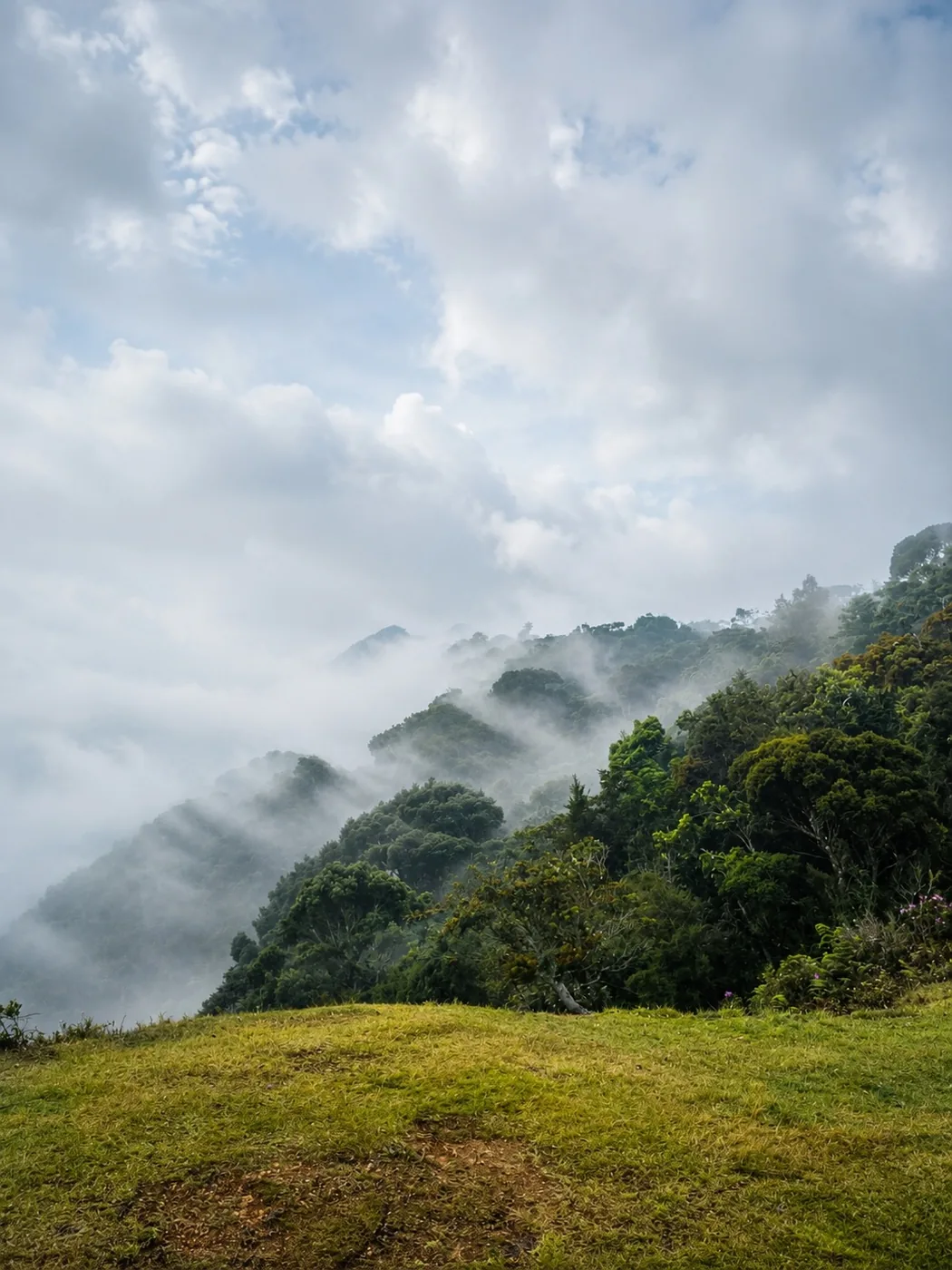 Clouds rolling over the forested slopes at Moon Plains