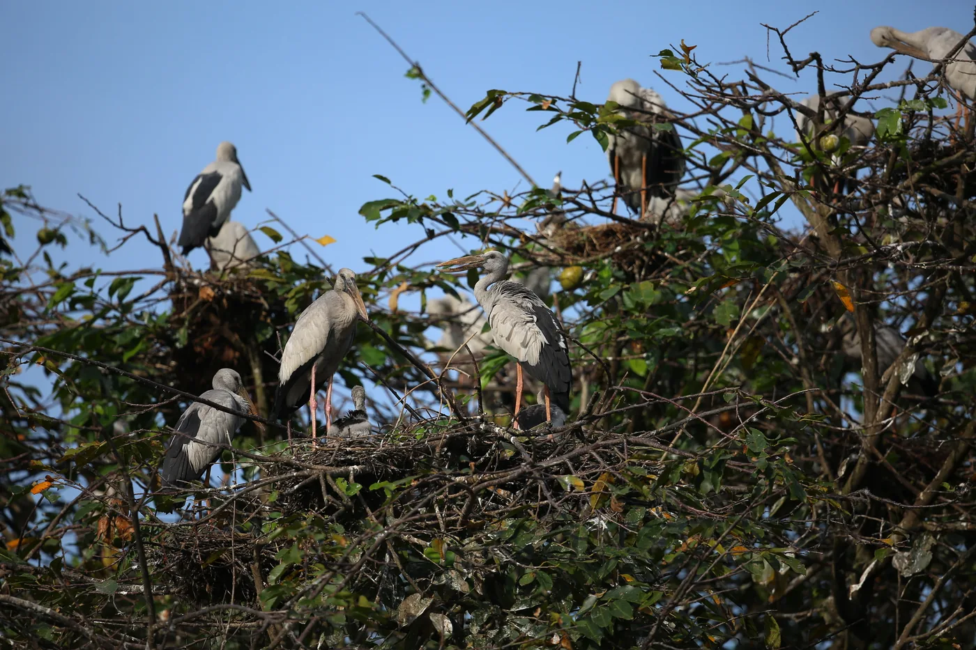 Asian openbill storks nesting in a tree above a Colombo wetland