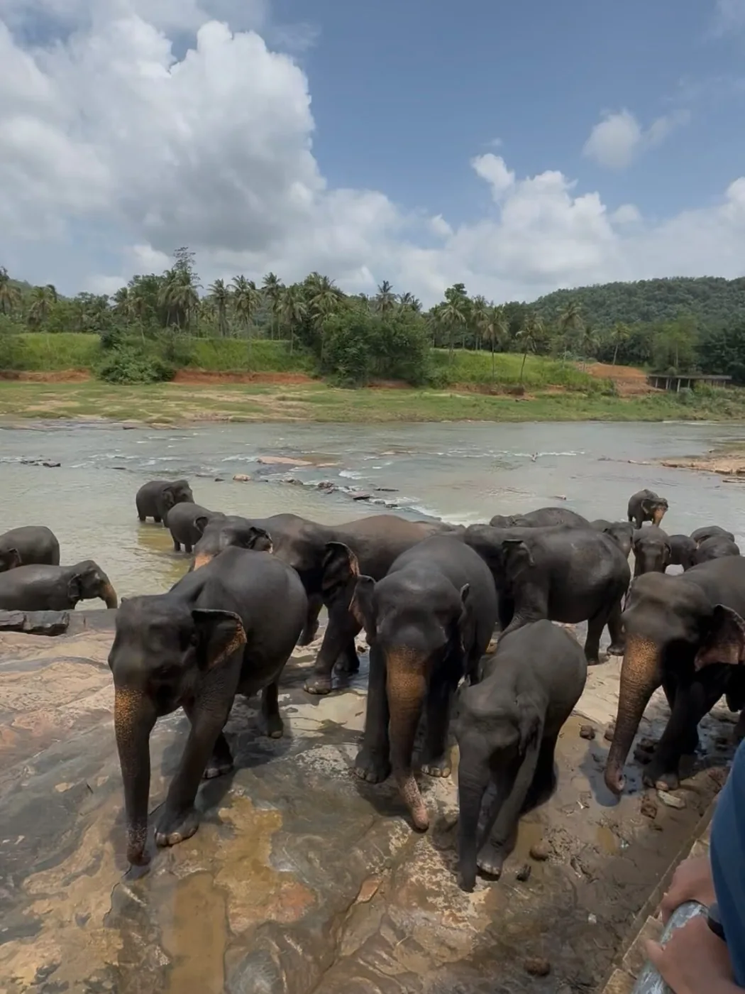 Herd of elephants gathered on the rocks before entering the Maha Oya river