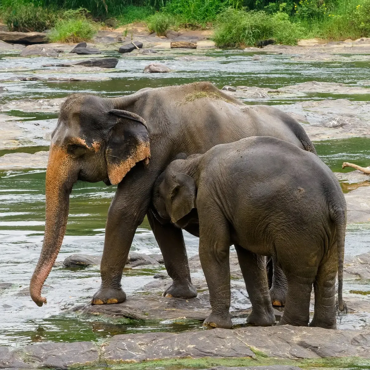 Mother elephant standing beside her calf on the rocks by the river at Pinnawala