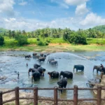 Herd of elephants bathing and being sprayed with water in the Maha Oya river at Pinnawala