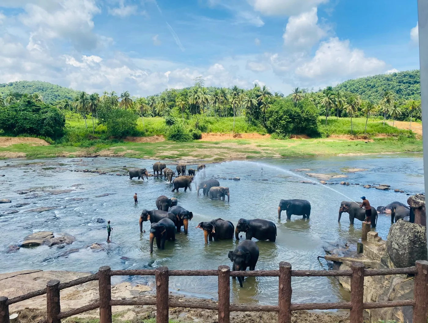 Pinnawala Elephant Orphanage: A Popular Tourist Attraction in Sri Lanka