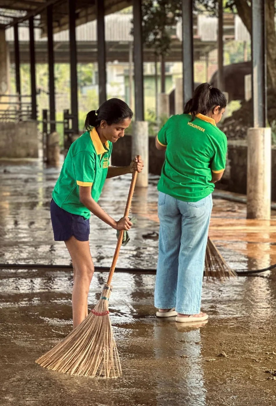 Volunteers in green Pinnawala shirts sweeping and cleaning the elephant shed floor