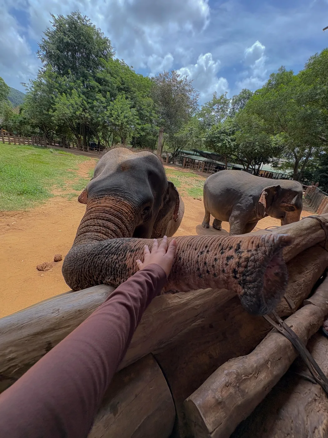 Visitor reaching out to touch an elephant trunk resting on a wooden fence