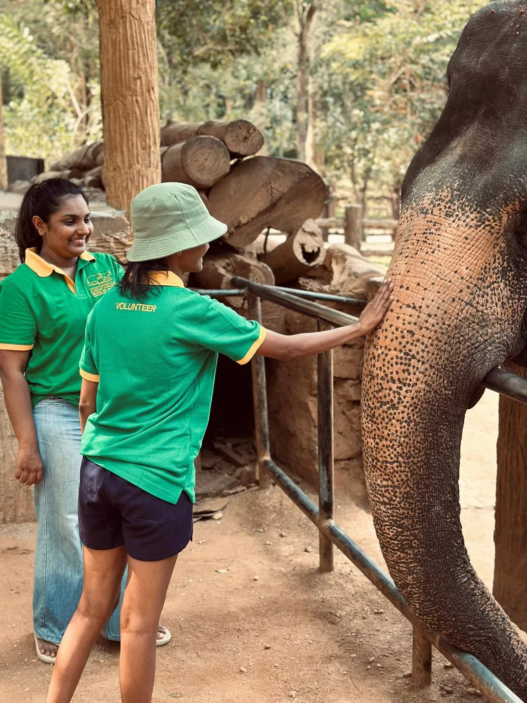 Volunteer wearing a Pinnawala shirt gently touching an elephant trunk