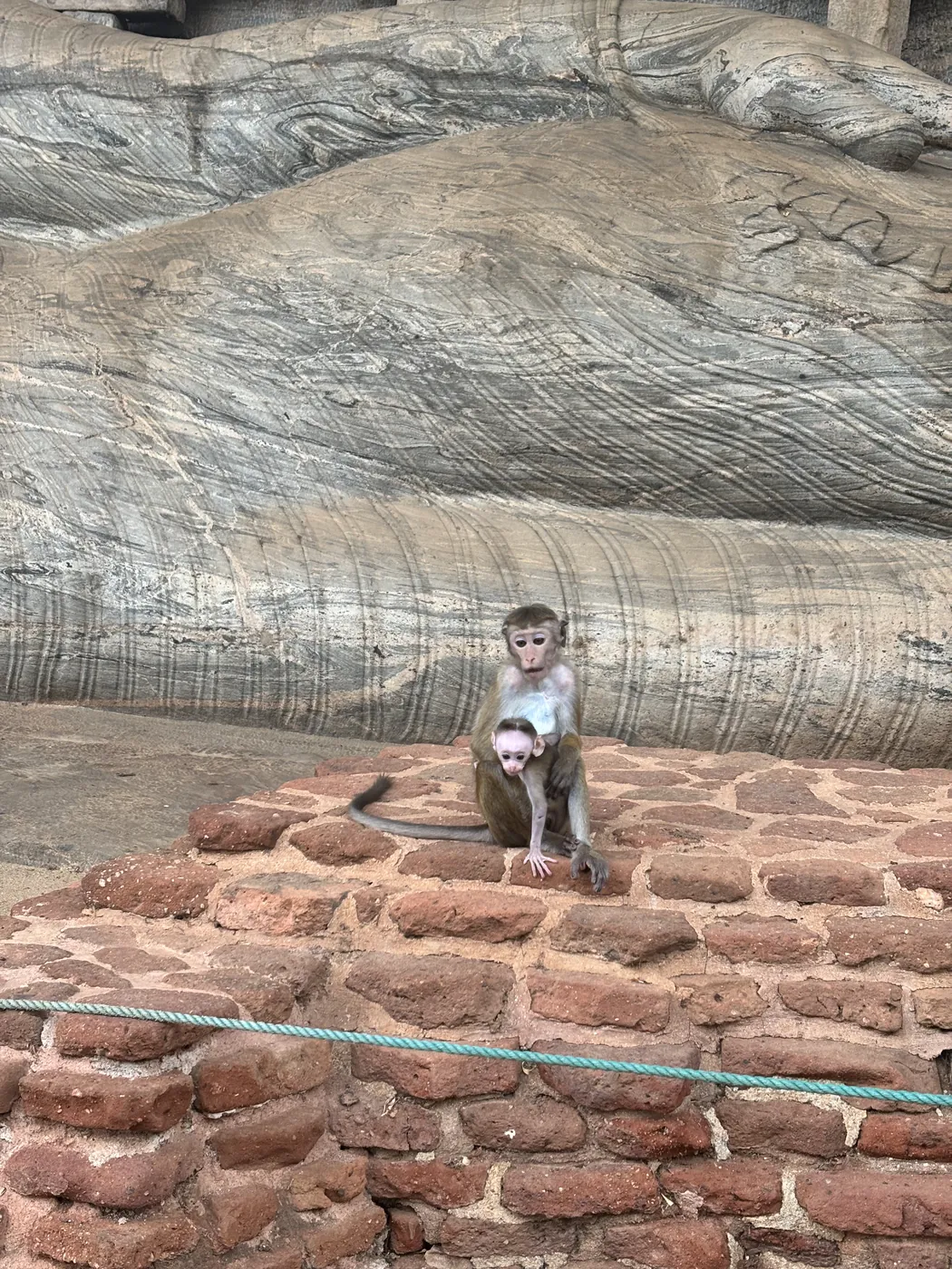 Mother and baby toque macaque monkeys sitting on brick ruins near Gal Vihara