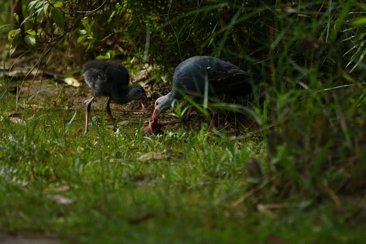 A purple swamphen feeding its chick at Diyasaru Park, Colombo
