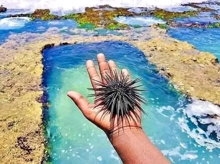 A black sea urchin held in a hand above the rock pools at Talpe Beach