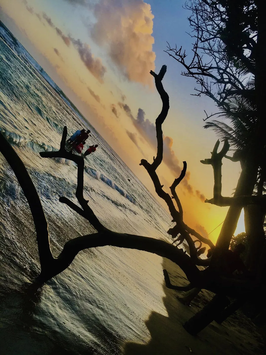 Sunset over the sea framed by bare branches at Talpe Beach, Sri Lanka