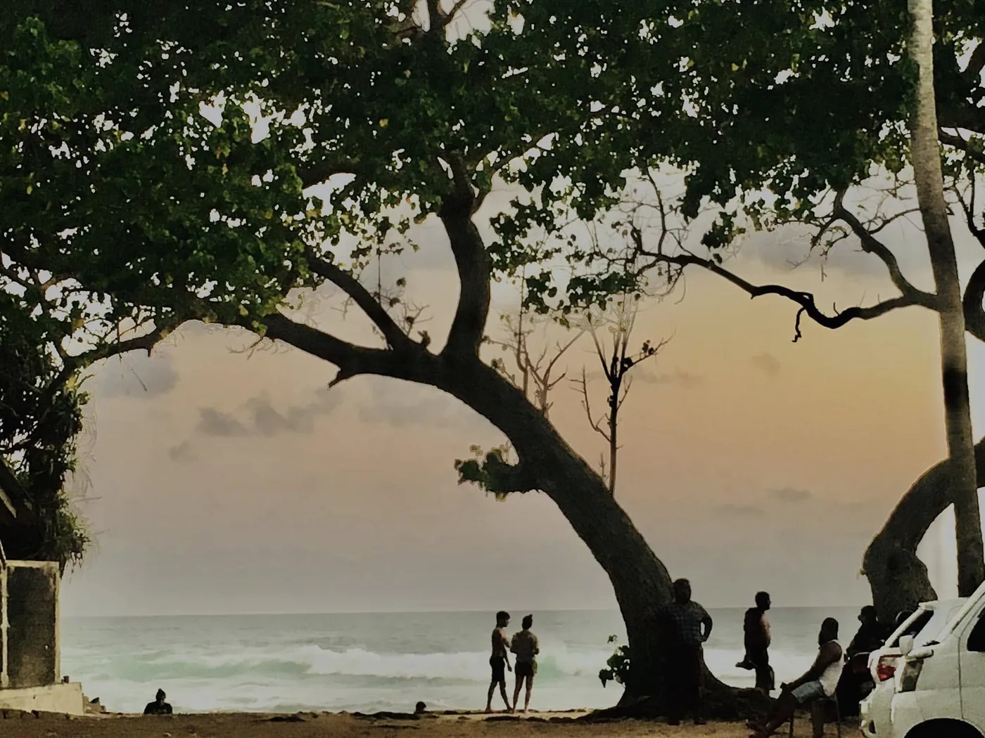 The sprawling tree reaching down over the sand at Talpe Beach at dusk