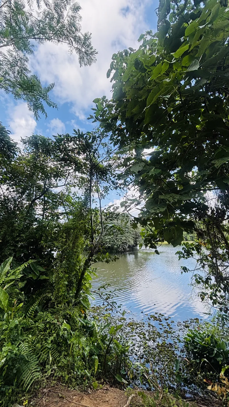 Paddy fields and waterways around Thalangama Lake near Colombo