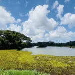 Thalangama Lake and its surrounding wetland on the edge of Colombo