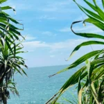 Pandanus palm fronds framing a view of the turquoise sea near Jungle Beach, Unawatuna