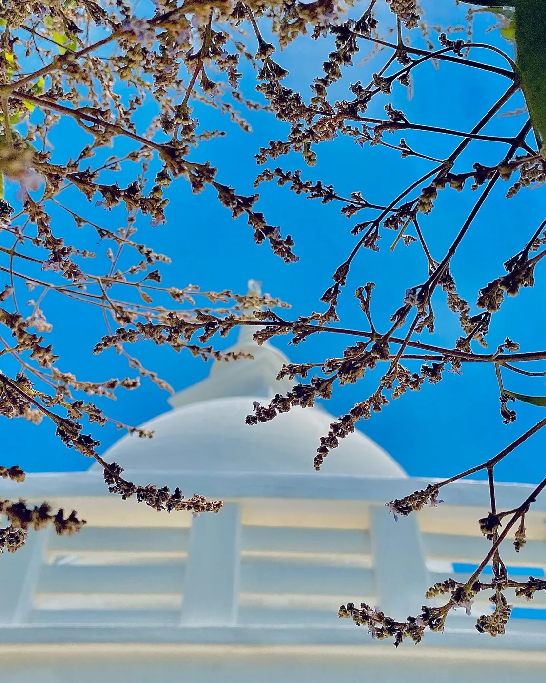 White dome of the Peace Pagoda seen through flowering branches against a blue sky