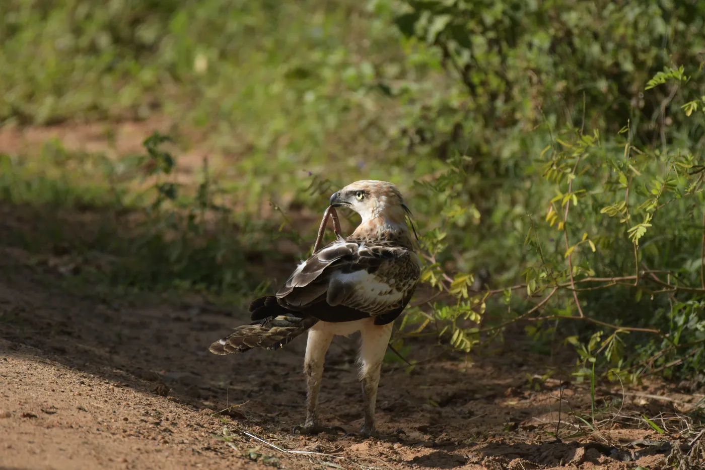 Crested hawk eagle standing on a dirt track beside the main road in Wilpattu