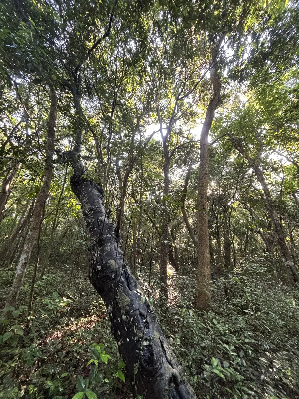 Tall trees forming a dense canopy over the forest tracks of Wilpattu National Park