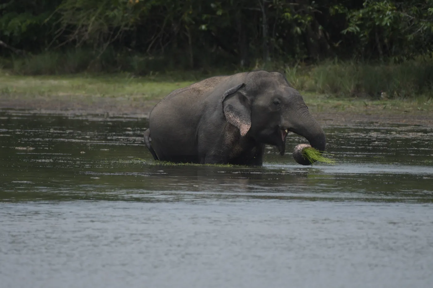 Elephant standing in a shallow villu lake and feeding on water plants in Wilpattu