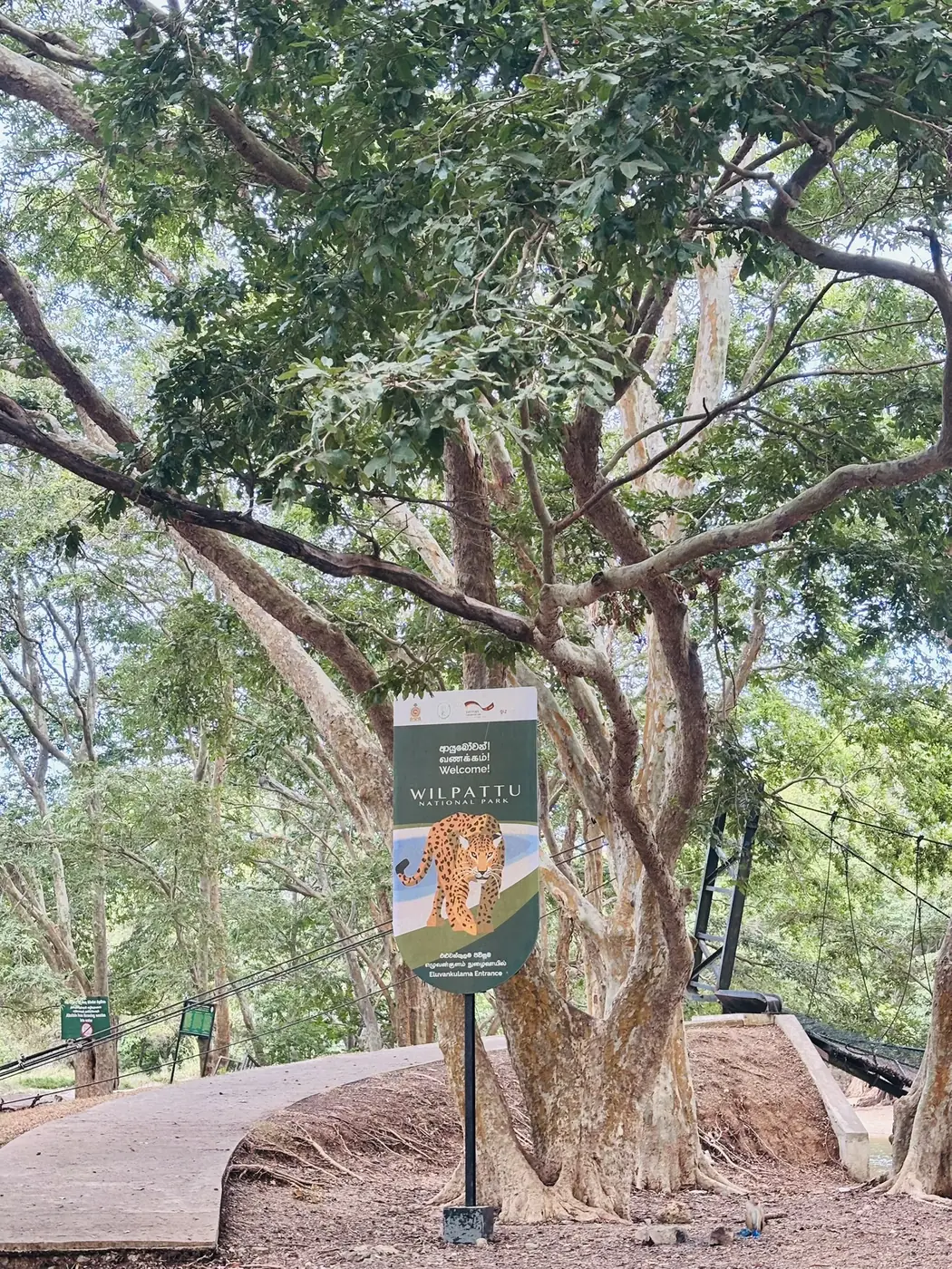 Wilpattu sign with a leopard under a large tree at the Eluwankulama entrance