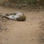 Leopard lying down to rest on a sandy forest track in Wilpattu National Park
