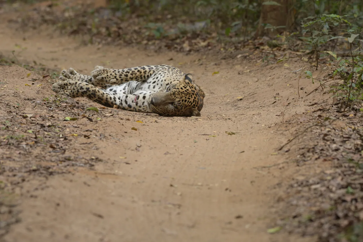 Wilpattu National Park: A Guide to Sri Lanka’s Largest National Park