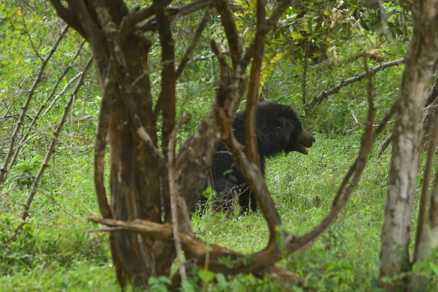 Sloth bear standing among green undergrowth and tree trunks in Wilpattu